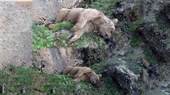 تلف شدن یک قلاده خرس قهوه‌ای در دالاهو