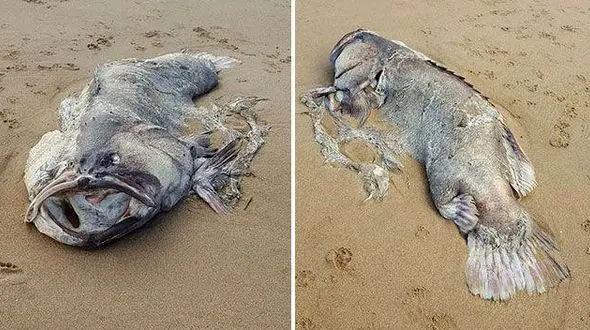  هیولای دریایی عجیب در ساحل به گل نشست! +فیلم