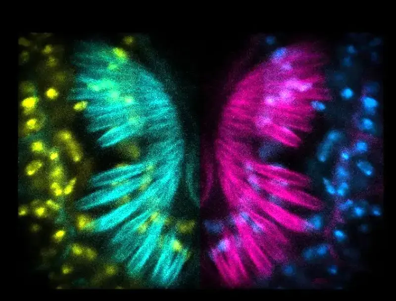 تصاویر علمی