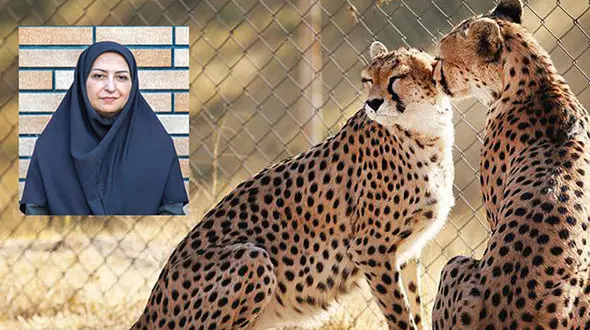 خانم انصاری، در ایران "حداقل" ۱۷ یوزپلنگ آسیایی باقی مانده است، نه "فقط"! / جمعیت یوزهای آسیایی ۲۳ سال قبل ۲۰۰ فرد بود؛ بودجه‌های حفاظتی کجا هزینه شد؟ 