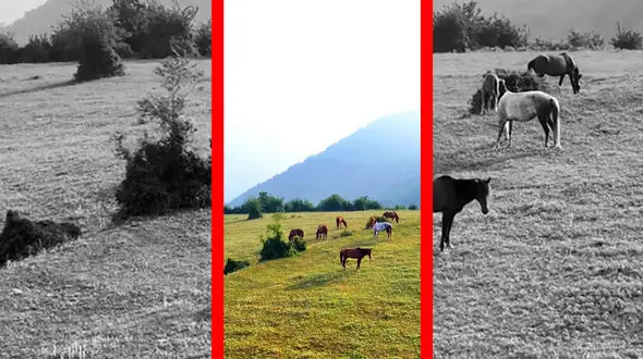 فیلم اسب های آزاد در دشت‌های آلاشت سوادکوه