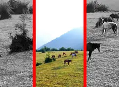 فیلم اسب های آزاد در دشت‌های آلاشت سوادکوه