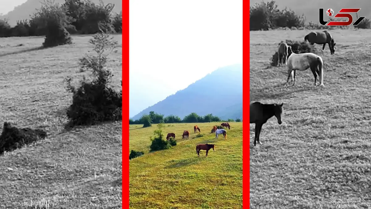فیلم اسب های آزاد در دشت‌های آلاشت سوادکوه