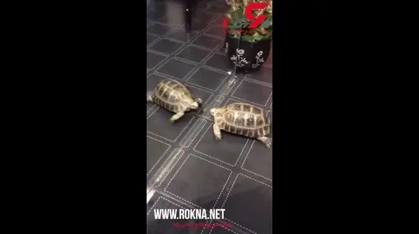 مبارزه جالب و دیدنی دو لاک پشت +فیلم