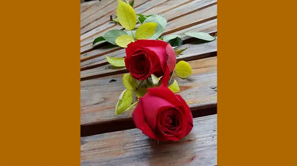 فال روزانه شخصی / 4 خرداد ماه + فیلم