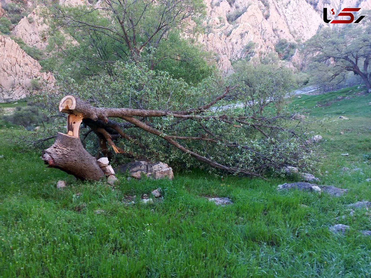 شناسایی متخلف قطع درختان بلوط در دشتک دیل گچساران 