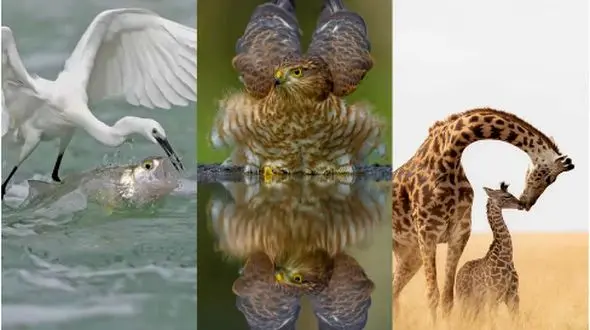 حیات وحش در قاب دوربین: ماجراجویی بی‌ نظیر در دل طبیعت