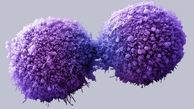 سلول های سرطانی در چخ نوع بافتی رشد می کنند؟