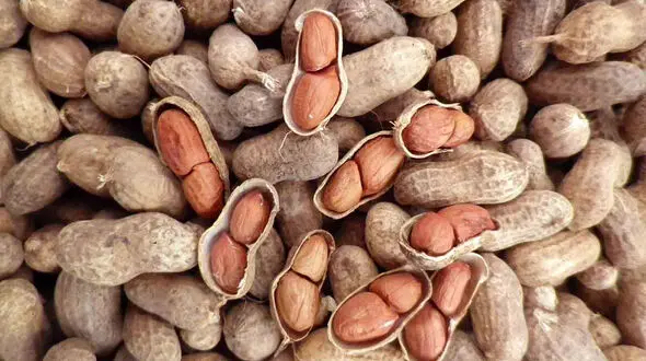 خواص بادام زمینی را بشناسیم
