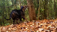 اولین عکس از ببر عجیب سیاه‌رنگ / جهش ژنتیکی شکارچی بزرگ را ببینید