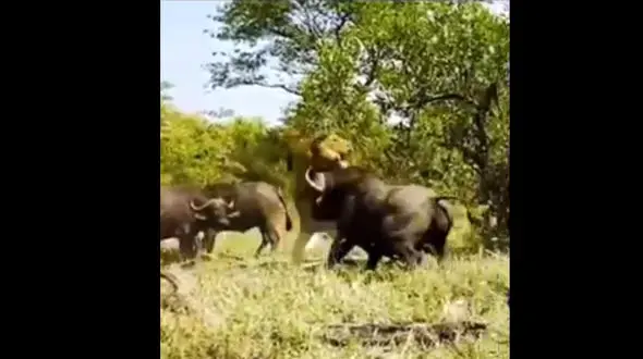 ببینید / لحظاتی ترسناک از حمله مرگبار چند بوفالو غول پیکر به یک شیر + فیلم