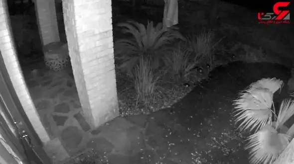 گربه سیاهی که روح بود+ فیلم واقعی باورنکردنی