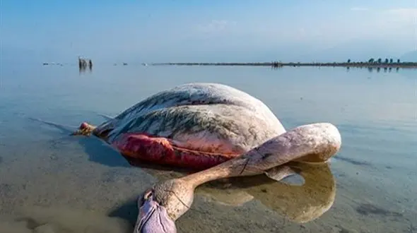 علت مرگ پرندگان میانکاله برای انسان خطرناک نیست / مرگ 8000 پرنده در تخلیه نادرست فاضلاب ها 