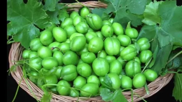 کاهش افسردگی از خواص این نوبرانه بهاری خوشمزه است