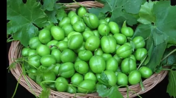 کاهش افسردگی از خواص این نوبرانه بهاری خوشمزه است