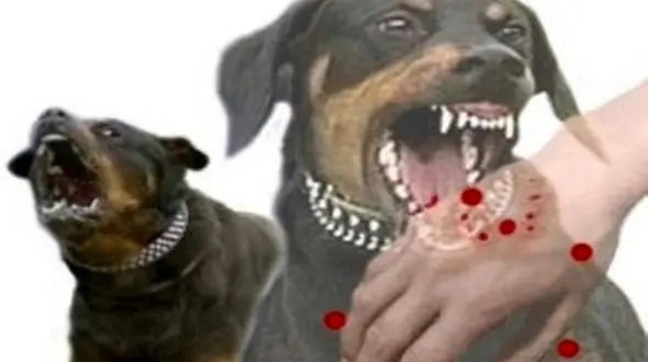 سگ های ولگرد  بیش از 3800 نفر را در اردبیل گاز گرفتند!