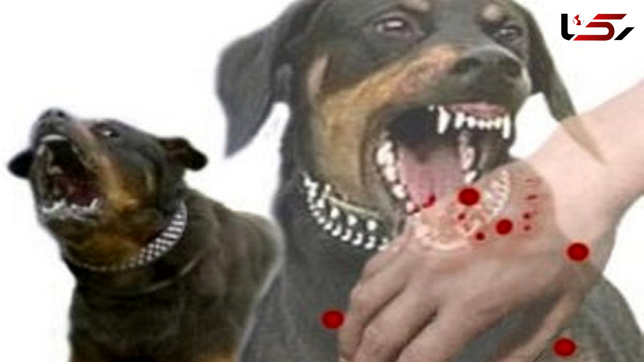سگ های ولگرد  بیش از 3800 نفر را در اردبیل گاز گرفتند!