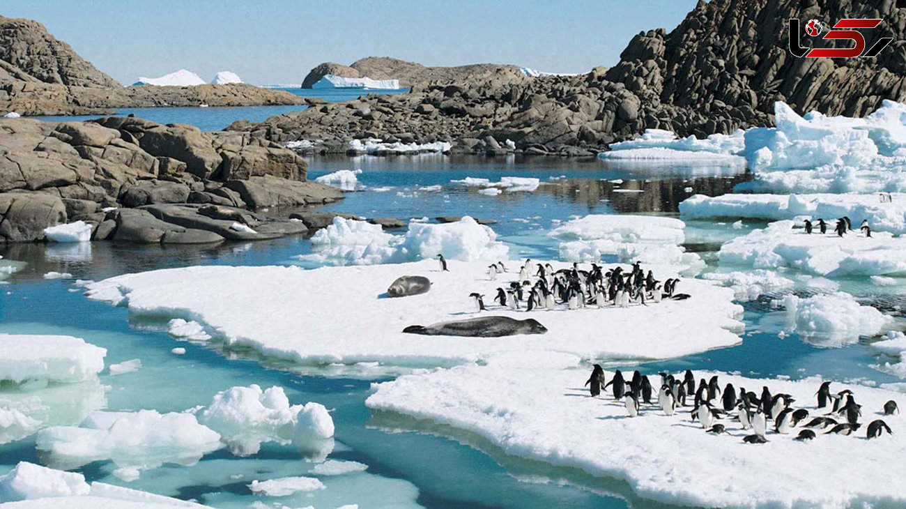 از زیبایی های زندگی در قطب جنوب + فیلم 