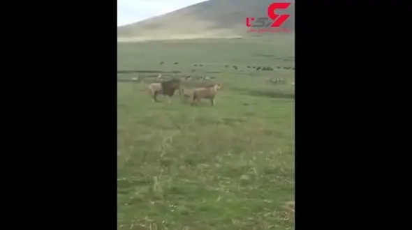  فرار کردن شیروحشی از یک سگ لاغر + فیلم باورنکردنی