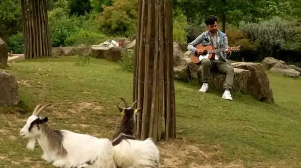 ببینید؛ نقشی که موسیقی در کاهش استرس حیوانات باغ‌ وحش دارد + فیلم