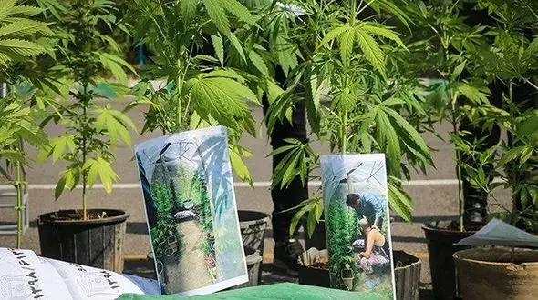 کشف یک گلخانه پرورش ماده مخدر گل در فشم + عکس