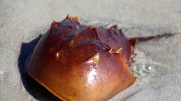 قدیمی تر از این باکتری در جهان نداریم + عکس