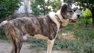 سگ‌های گله امنیت مرز‌های ترکمنستان را تامین می‌کنند