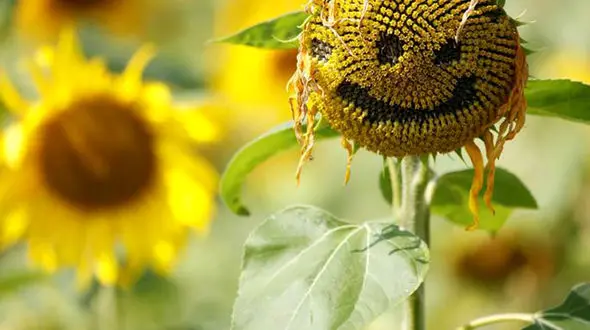 آیا می دانید که؟!