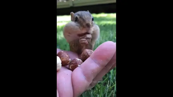 ببینید / روش غذا خوردن سنجاب ها + فیلم