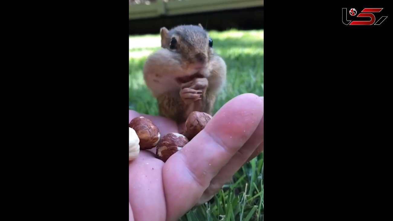 ببینید / روش غذا خوردن سنجاب ها + فیلم
