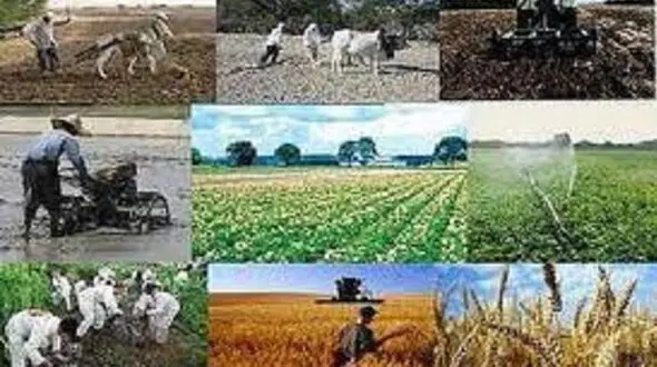 دمیده شدن نفس تازه به کشاورزی با راه اندازی پایانه های صادراتی برنج، مرکبات و شیلات