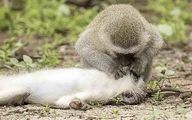Get me a banana, stat! Monkey 'gives mouth-to-mouth' to prone female in hilarious game reserve pictures