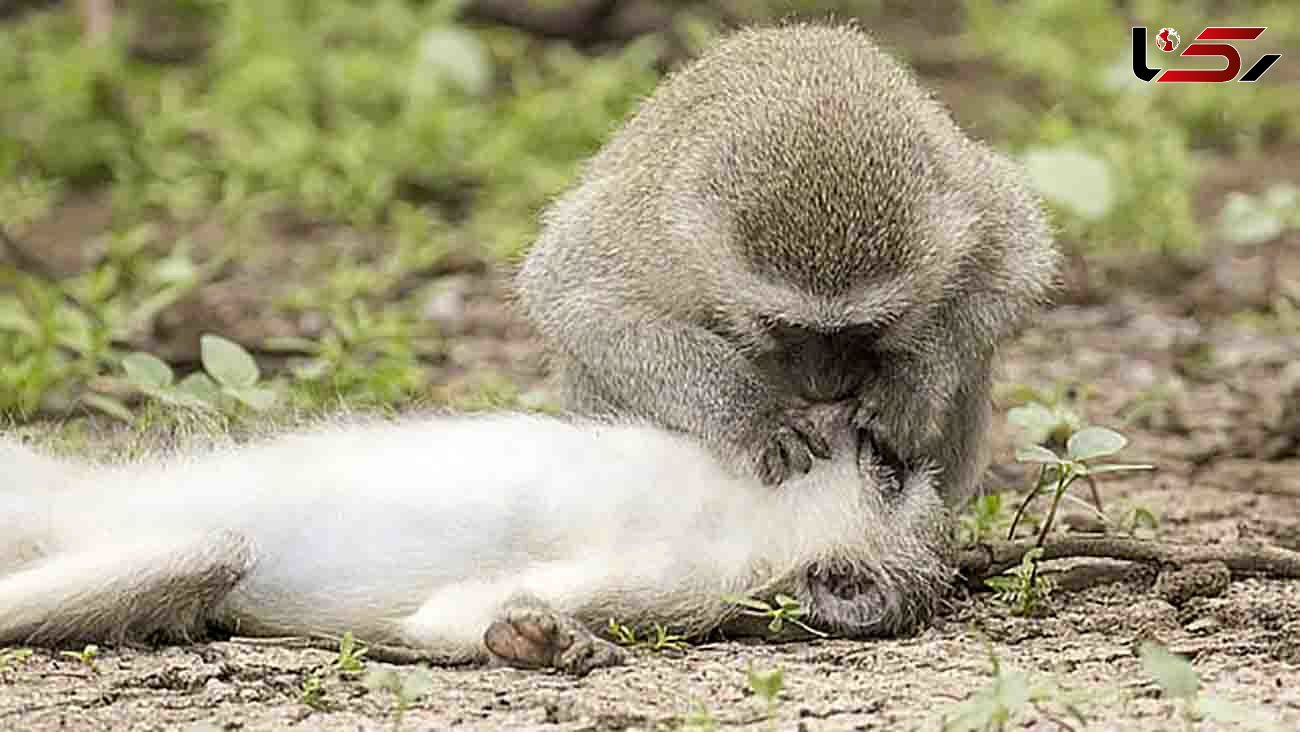 Get me a banana, stat! Monkey 'gives mouth-to-mouth' to prone female in hilarious game reserve pictures