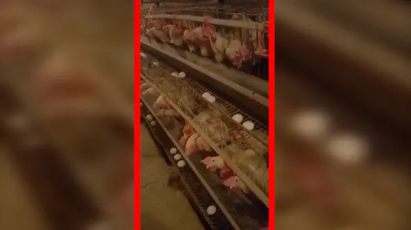 مرغداری‌ ها در آستانه فاجعه / مسئولان می گویند همه چیز خوب است!