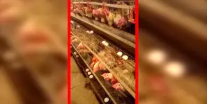 مرغداری ها در آستانه فاجعه / مسئولان می گویند همه چیز خوب است!