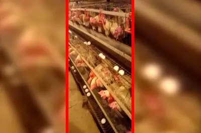 مرغداری‌ ها در آستانه فاجعه / مسئولان می گویند همه چیز خوب است!