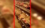 مرغداری‌ ها در آستانه فاجعه / مسئولان می گویند همه چیز خوب است!