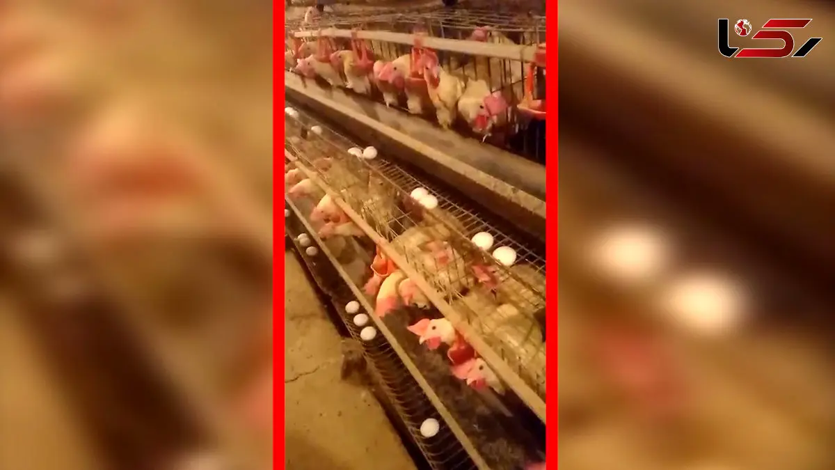 مرغداری ها در آستانه فاجعه / مسئولان می گویند همه چیز خوب است!