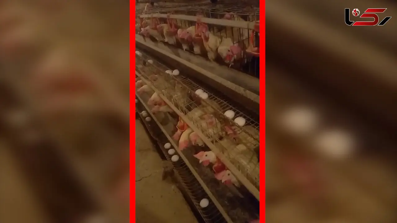 مرغداری‌ ها در آستانه فاجعه / مسئولان می گویند همه چیز خوب است!