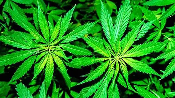 گیاهی شبیه به ماری جوانا که برای زنان معجزه می کند