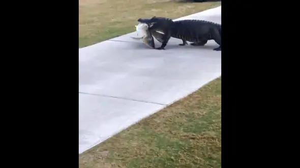 قدم زدن تمساح خونسرد شکارچی وسط زمین گلف! +فیلم