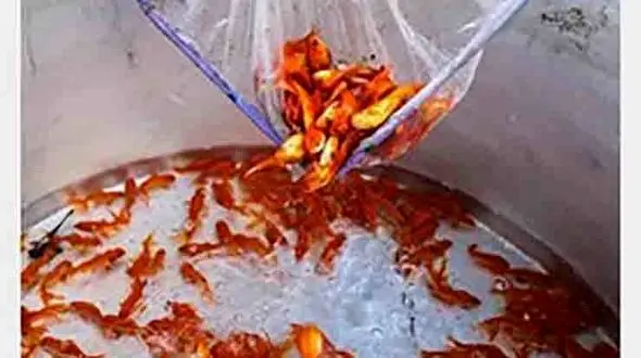 ماهی قرمزها را در دریاچه رها نکنید