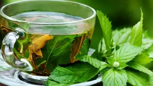 فواید دمنوش پونه کوهی