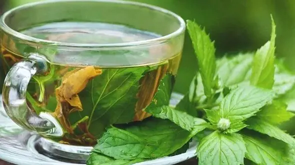 فواید دمنوش پونه کوهی