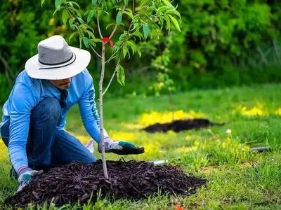 درختان میوه‌ ای که باید در پاییز بکارید: 7 انتخاب برتر