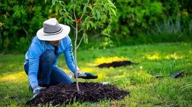 درختان میوه‌ ای که باید در پاییز بکارید: 7 انتخاب برتر