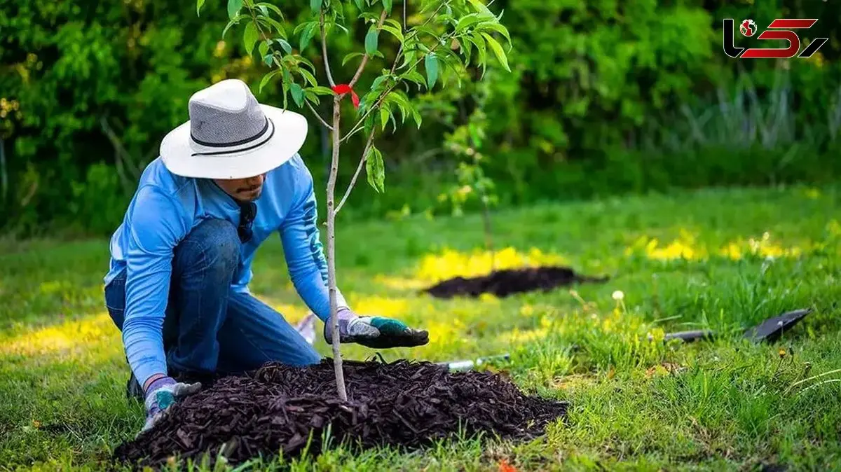 درختان میوه‌ ای که باید در پاییز بکارید: 7 انتخاب برتر