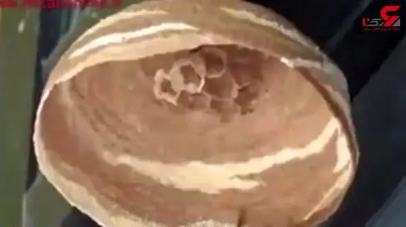 زنبوری که یک تنه لانه می‌سازد!+تصویر