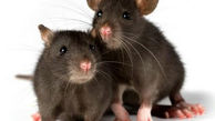 تفاوت رفتاری موش های نر و ماده در برابر ترس 