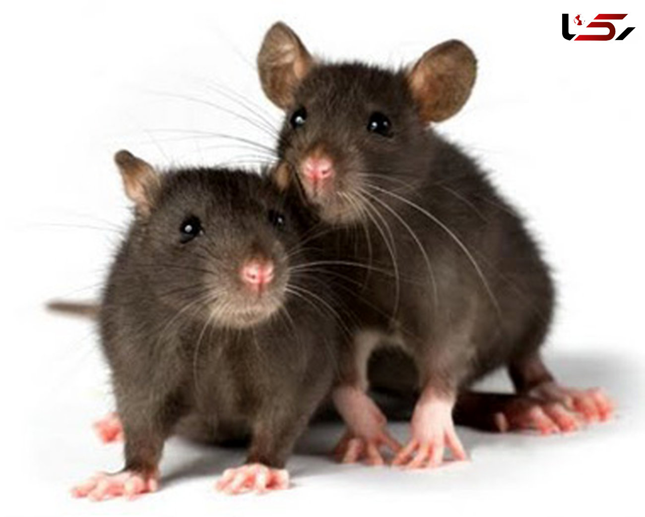 تفاوت رفتاری موش های نر و ماده در برابر ترس 